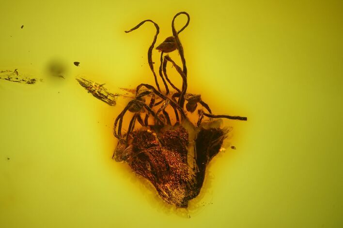 Fossil Oak Flower (Quercus) In Baltic Amber - Very Clear Amber #128291